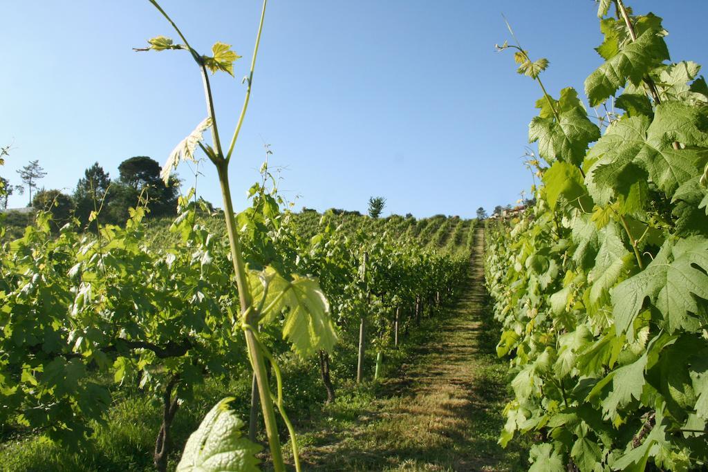 로우사다 Quinta De Lourosa 게스트하우스 외부 사진