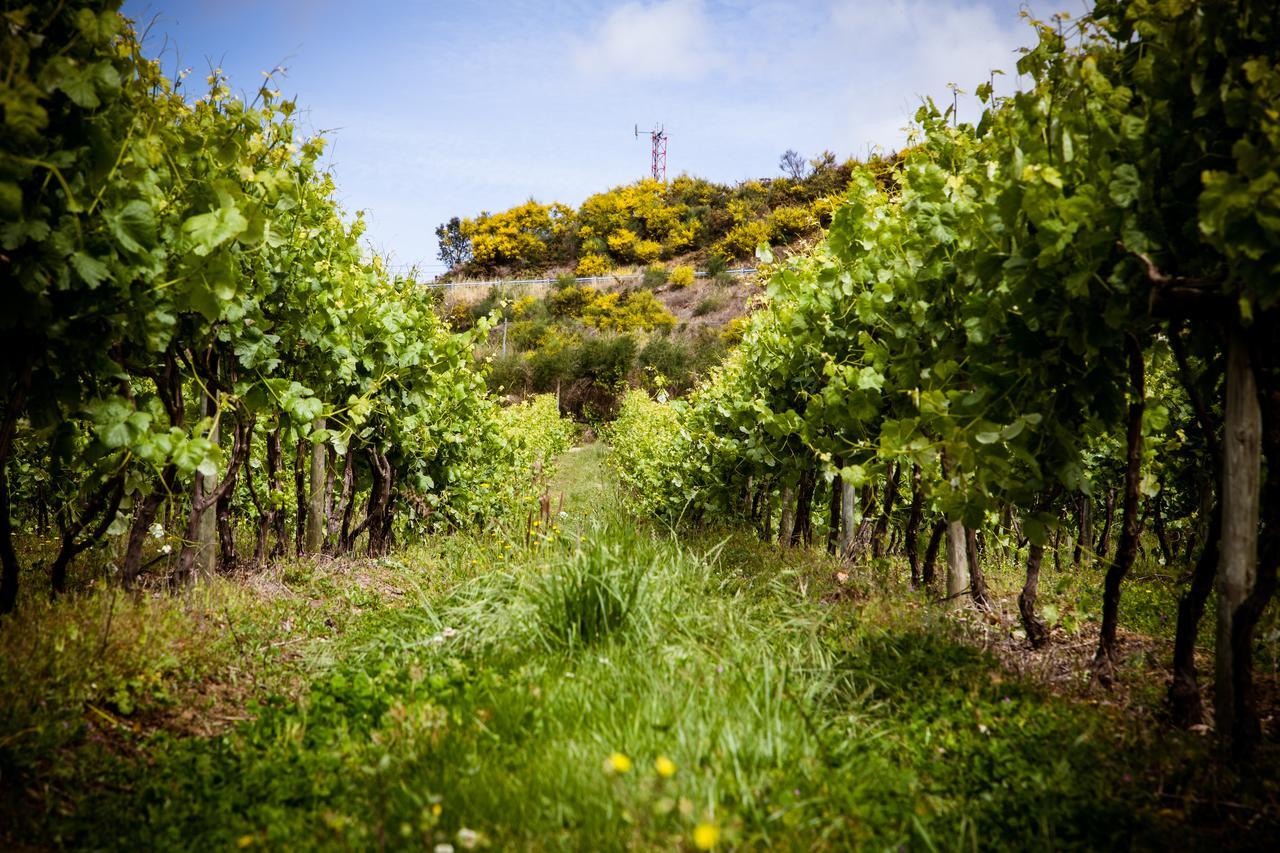 로우사다 Quinta De Lourosa 게스트하우스 외부 사진
