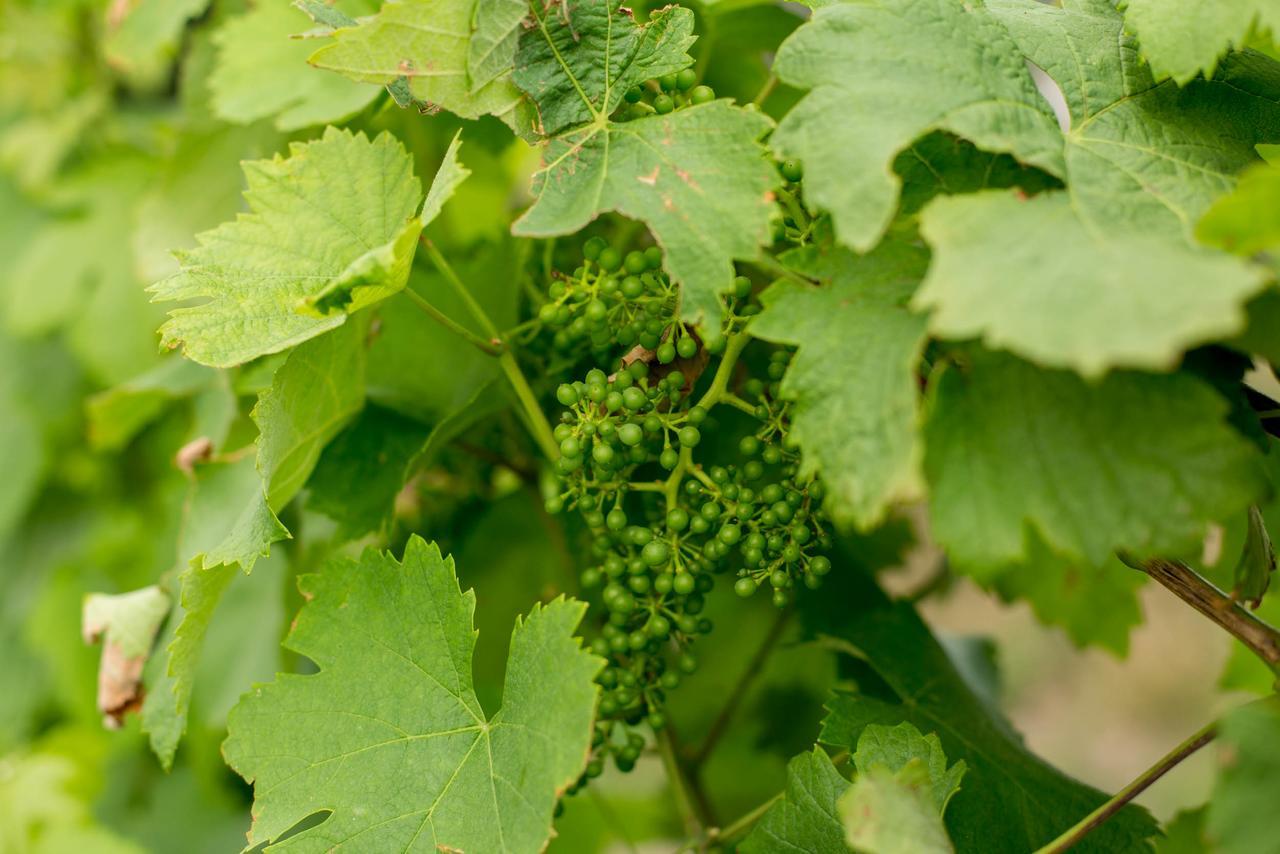 로우사다 Quinta De Lourosa 게스트하우스 외부 사진